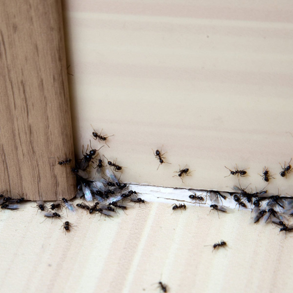 The battle with Ants - A multi-strategy approach to getting rid of your Ants infestation